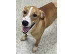 Adopt Gunner a Labrador Retriever
