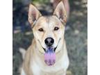 Adopt Buddy a Chow Chow, Shepherd
