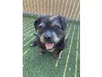 Adopt Pumbaa a Schnauzer