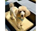 Adopt LEO a Poodle