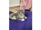 Adopt Mike a Tabby