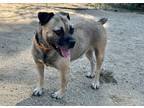 Adopt Duke a Pug, Shepherd