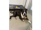 Adopt Tom a Pit Bull Terrier, Mixed Breed