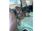 Adopt JORDY a German Shepherd Dog, Great Pyrenees