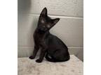 Adopt Nolan a Domestic Short Hair