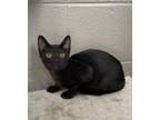 Adopt Nash a Domestic Short Hair