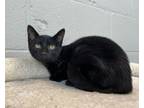 Adopt Alden a Domestic Short Hair