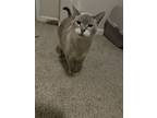 Adopt Ezekiel a Siamese, Domestic Short Hair