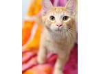 Adopt Sour Patch a Domestic Short Hair