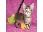 Adopt Kosher a Domestic Medium Hair