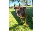 Adopt Brownie a Terrier