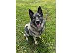 Adopt Rune Duke a Norwegian Elkhound