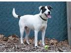 Adopt Happy Gilmore aka Barney a Terrier, Pointer