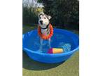 Adopt Blarg a Husky, Mixed Breed