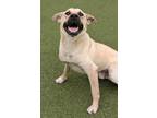 Adopt Wheat Thin a Mixed Breed
