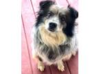 Adopt Jasper a Australian Shepherd, Pomeranian