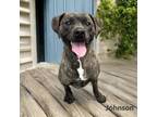 Adopt Johnson a Terrier, Mixed Breed