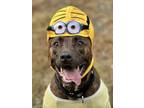 Adopt Titus a Pit Bull Terrier