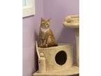 Adopt Oscar a Domestic Short Hair