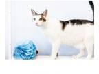 Adopt Pete a Tabby, Domestic Short Hair