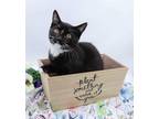 Adopt Baby Terk a Domestic Short Hair