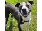 Adopt River a Blue Lacy