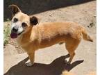 Adopt JoJoe a Smooth Fox Terrier