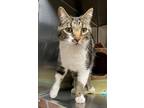 Adopt Jelly Bean a Domestic Short Hair