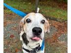 Adopt Henry a Mixed Breed