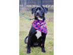 Adopt Diesel a Beagle, Labrador Retriever