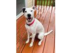 Adopt Kodi (Odie) Louisiana a Spaniel, Pointer