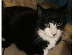 Adopt Fabio a Domestic Short Hair, Tuxedo