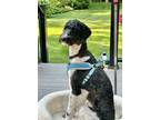 Adopt GABE a Standard Poodle