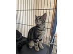 Adopt Colby Jack a Domestic Short Hair