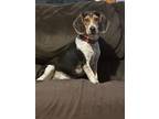 Adopt Sonny a Beagle