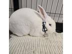 Adopt Pedro a American
