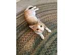 Adopt Carmen a Tabby, Domestic Short Hair
