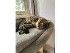 Adopt Budweiser a Tabby, Domestic Short Hair