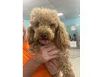 Adopt Crete a Poodle