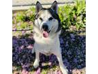 Adopt Blanco a Siberian Husky