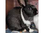 Adopt Rum Raisin a American