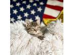 Adopt "Georgie" George Washington (24-588) a Tabby