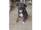 Adopt Pizza a Cane Corso