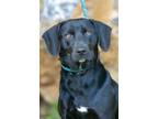 Adopt Scrappy a Beagle, Labrador Retriever