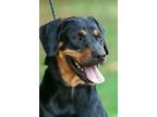 Adopt Moose a Beagle, Labrador Retriever