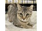 Adopt Flynn a Tabby, Domestic Short Hair