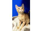 Adopt Phoenix 7 a Tabby