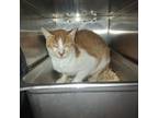 Adopt Humphrey a Domestic Short Hair