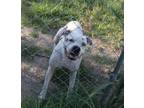 Adopt Champ II a Boxer