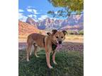 Adopt River a Shepherd, Labrador Retriever